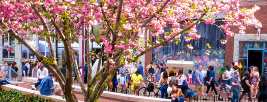 Boston Spring at SOWA